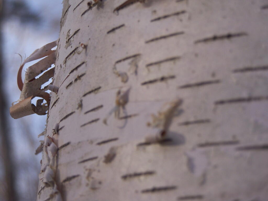 Photo: Birch Photo: Birch
