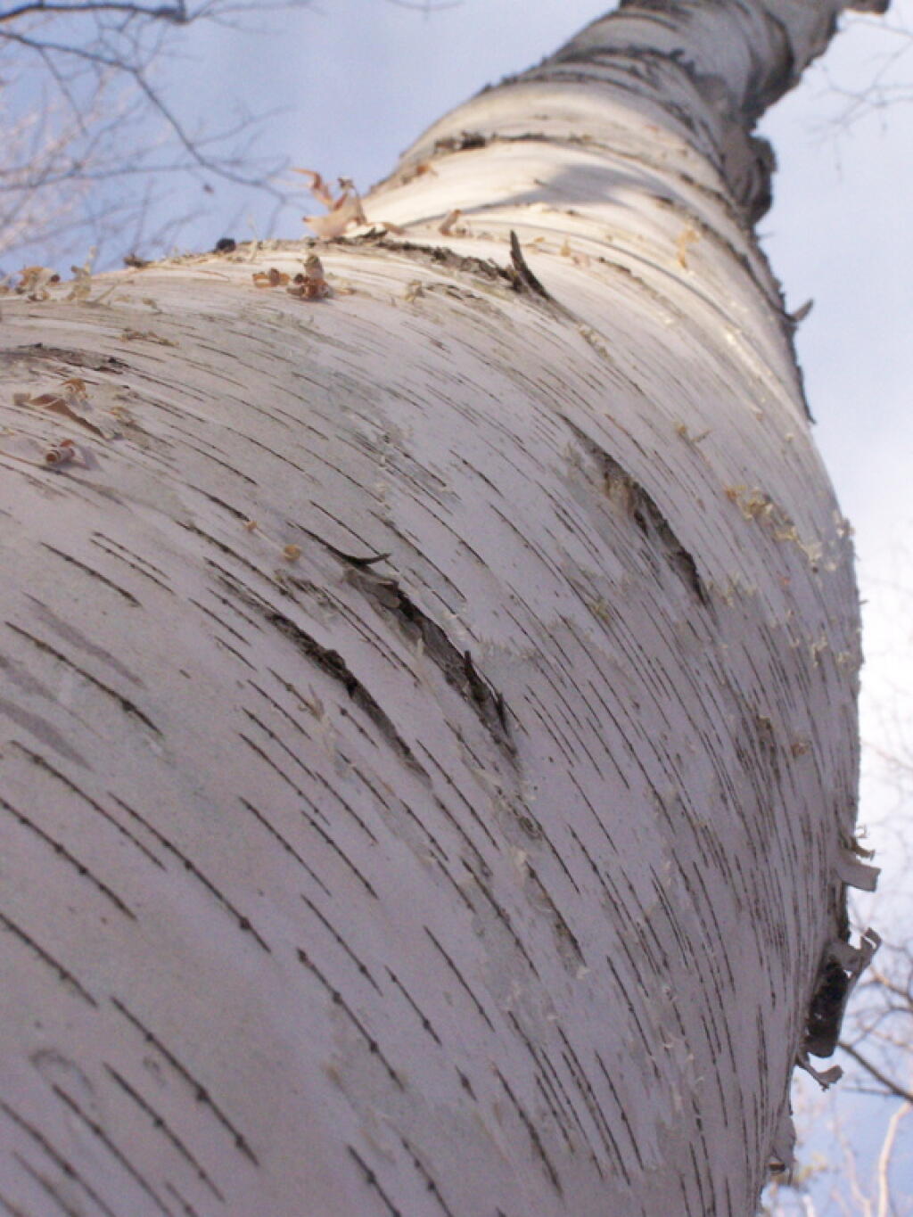 Photo: Big Tree Photo: Big Tree