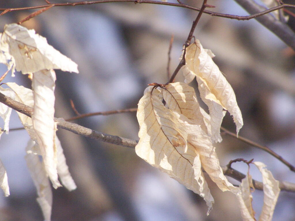 Photo: White Leaves Photo: White Leaves