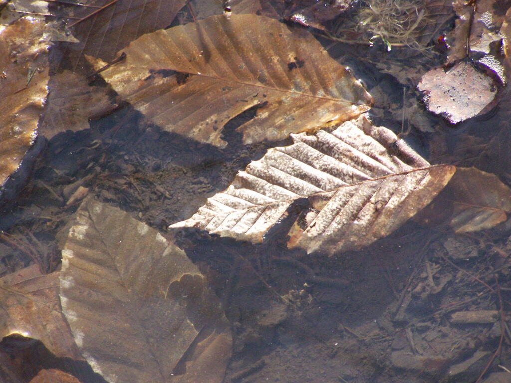 Photo: Wet Leaves Photo: Wet Leaves