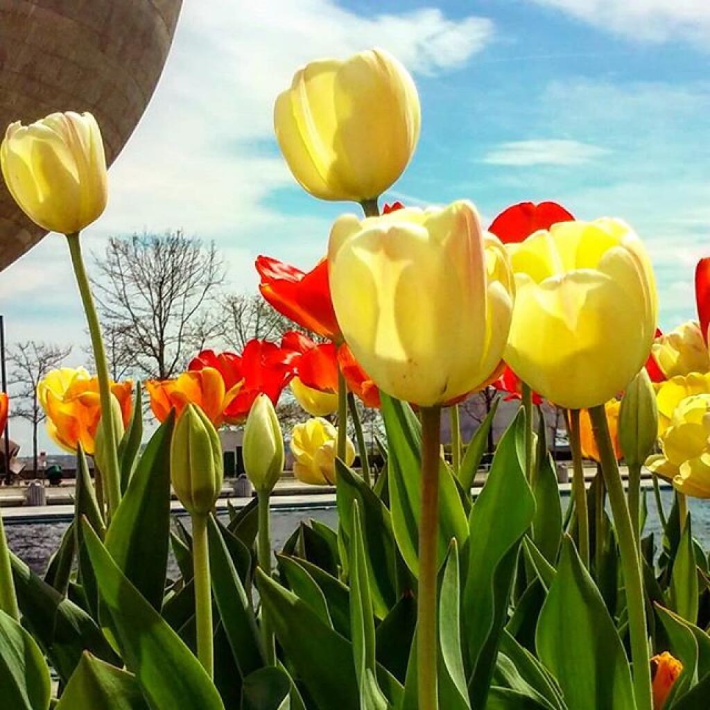 Photo: Tulip Time! Photo: Tulip Time!