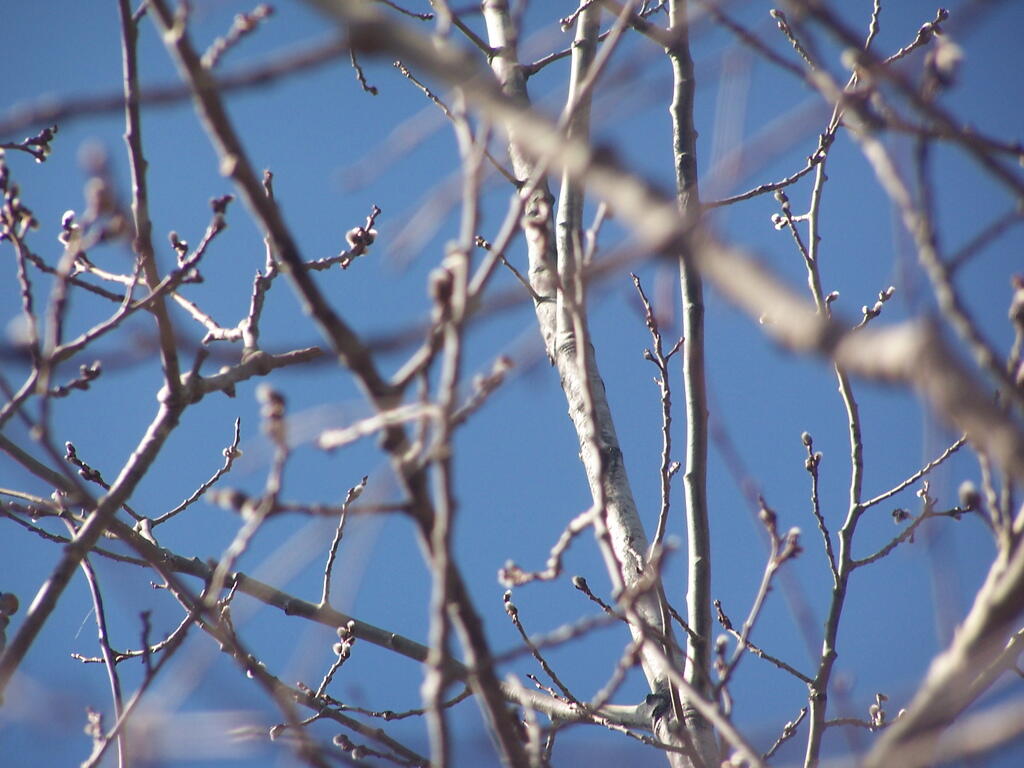 Photo: Budding Up