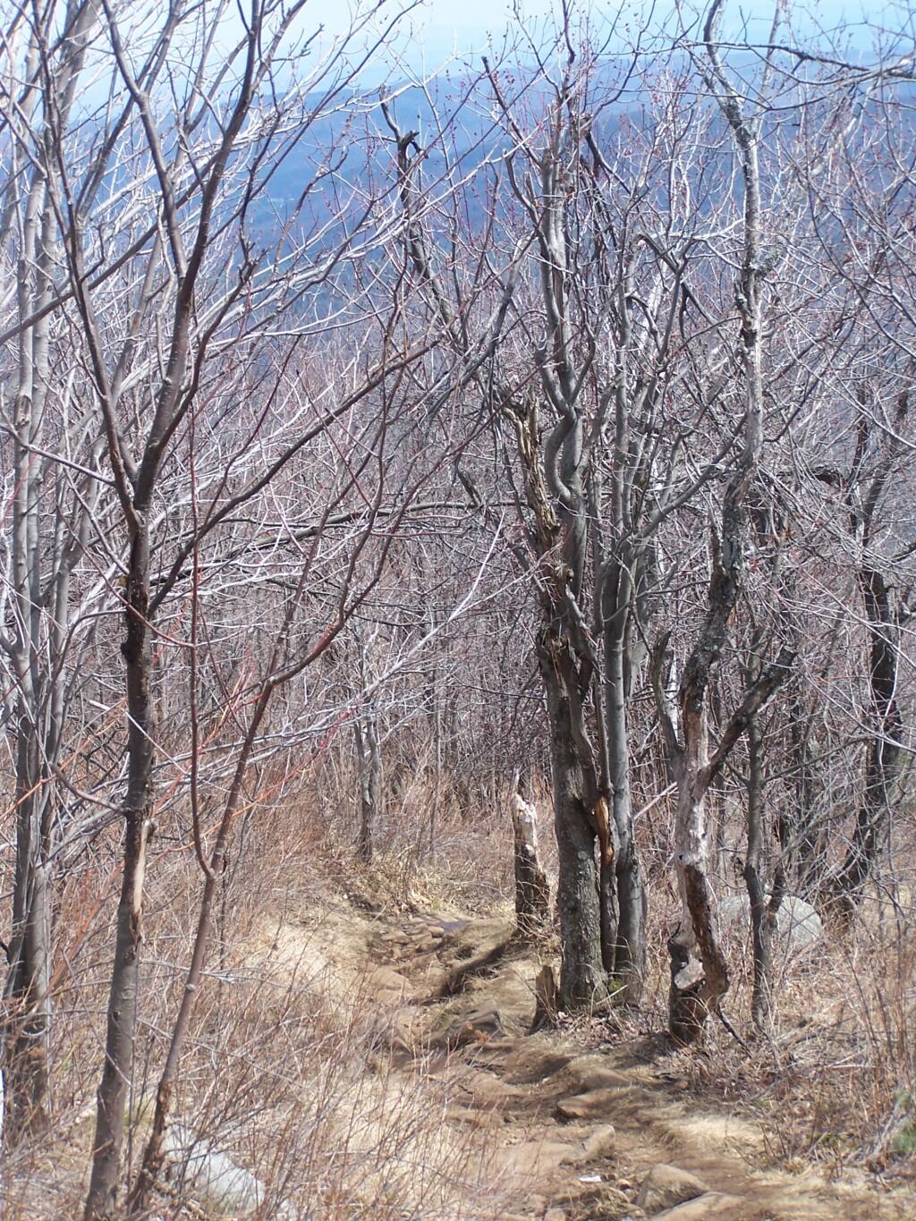 Photo: Trail Steepens Photo: Trail Steepens