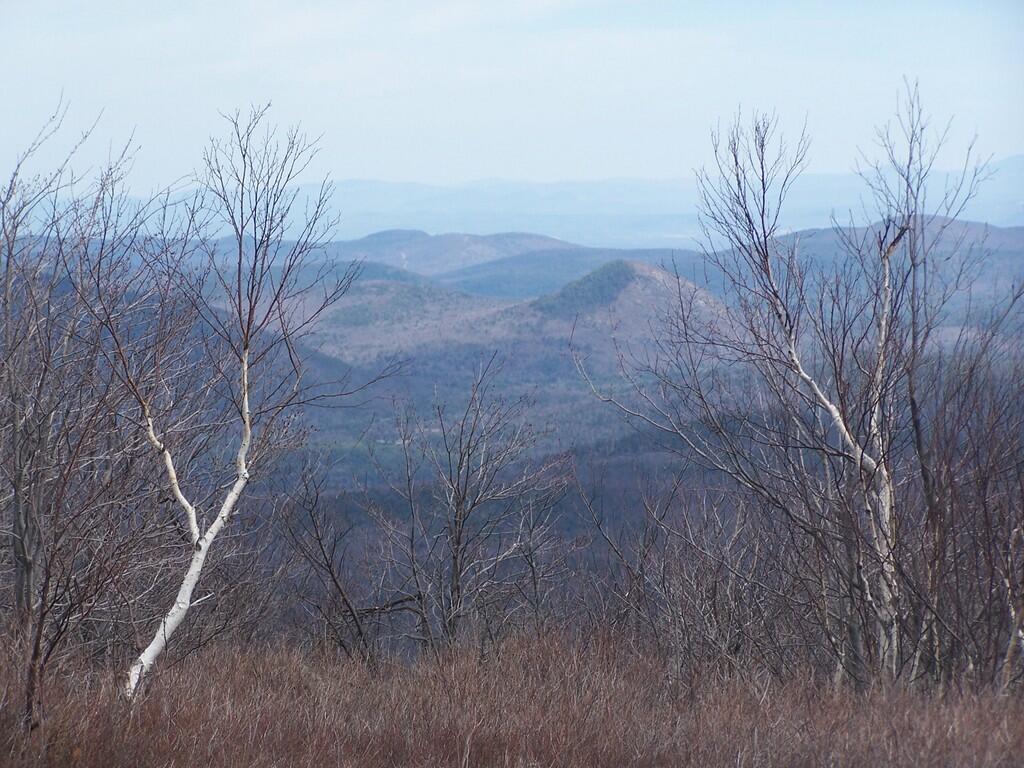 Photo: Mountains Thru Trees Photo: Mountains Thru Trees