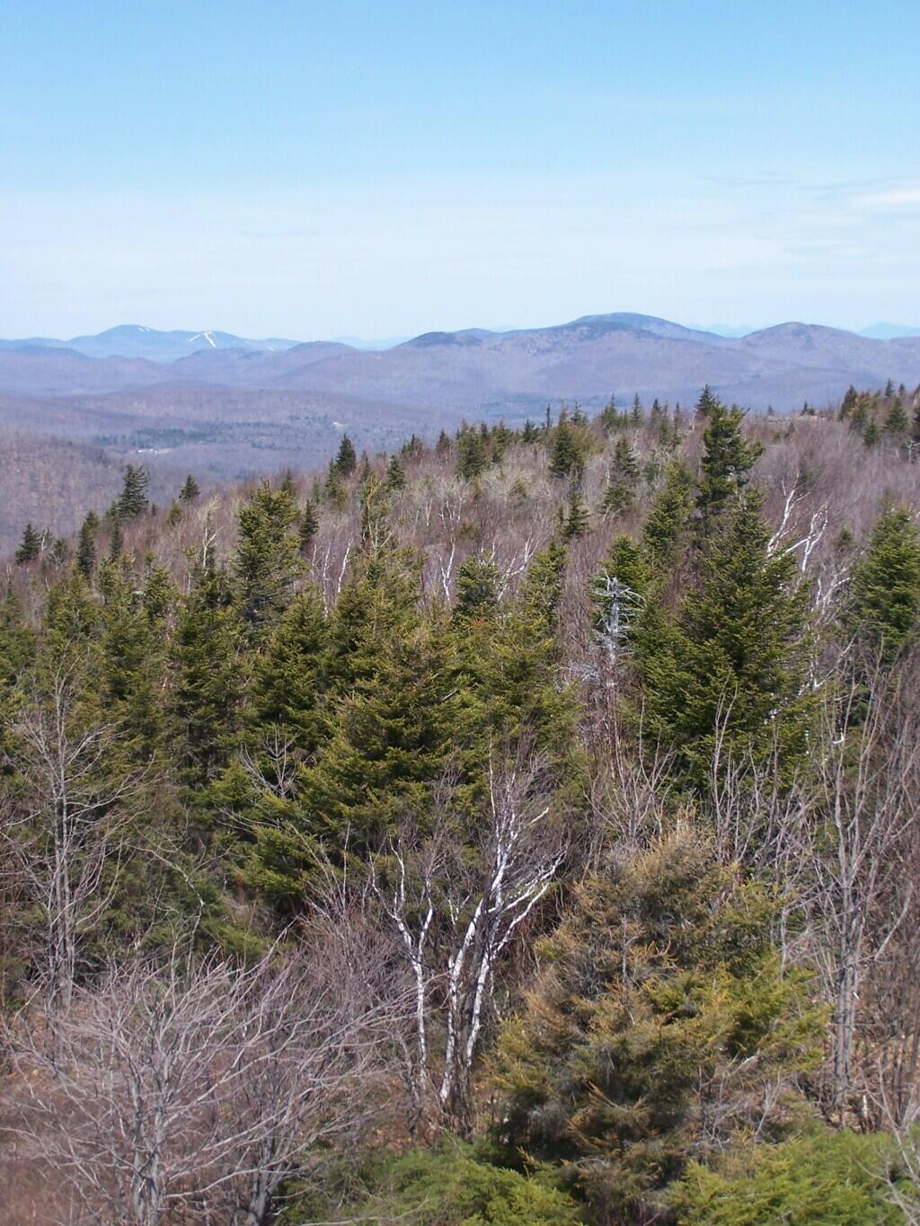 Photo: Trees and Peaks