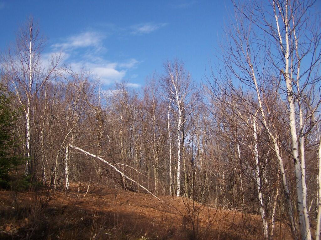 Photo: Birches on Mt Rainer