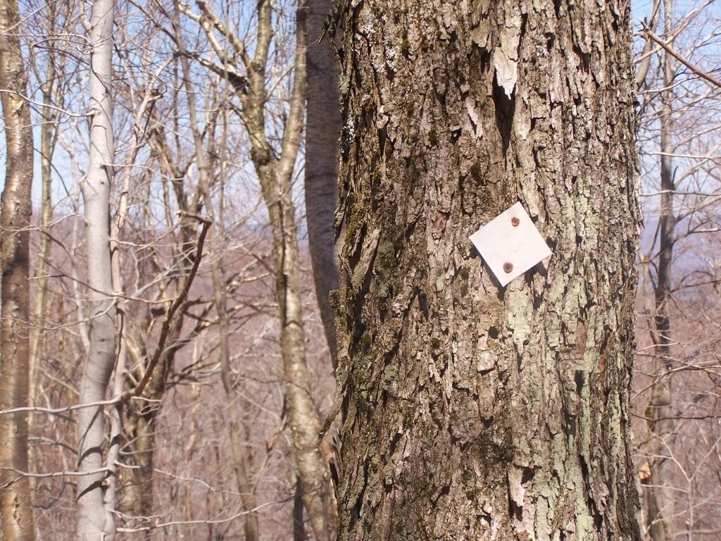 Photo: Mass Marker