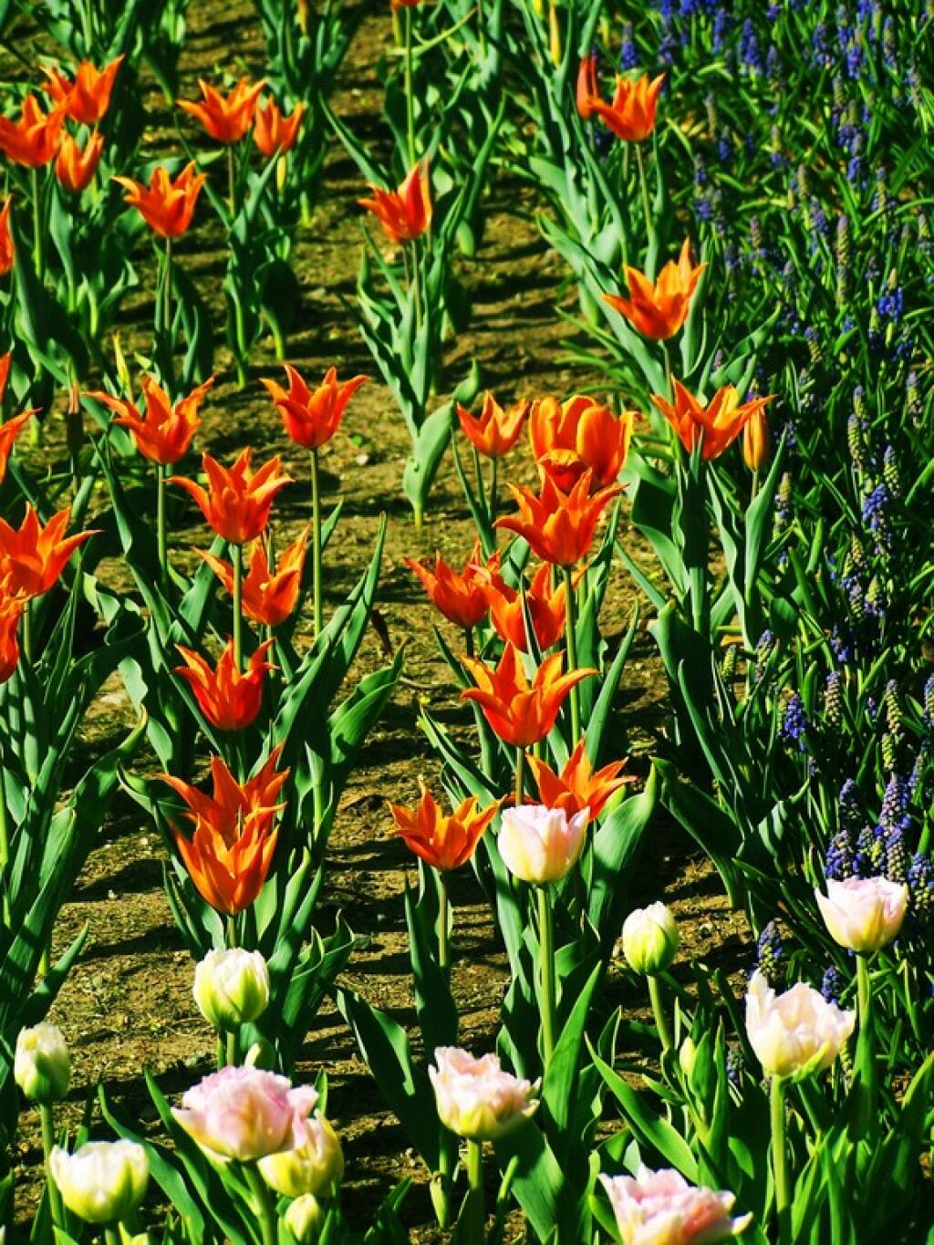 Photo: Tulip Bed