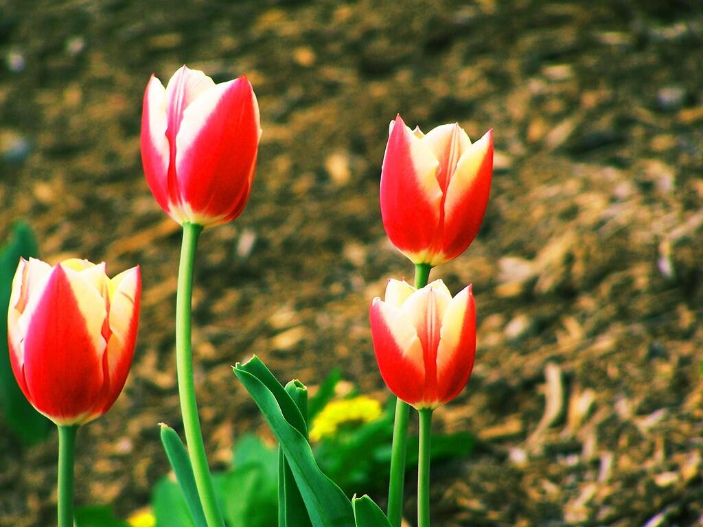 Photo: Tulip Photo: Tulip