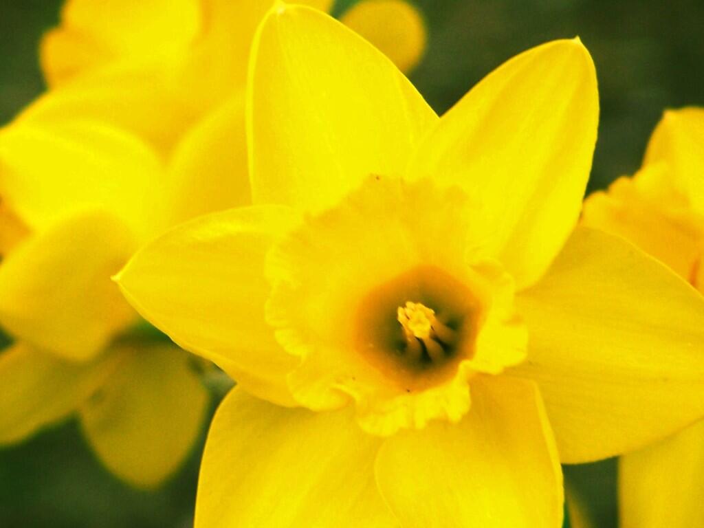 Photo: Daffodil Photo: Daffodil