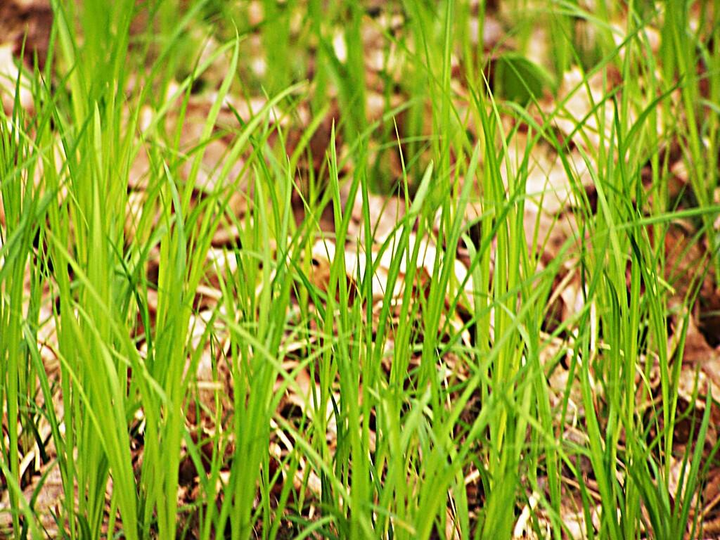 Photo: Fresh Grass Photo: Fresh Grass