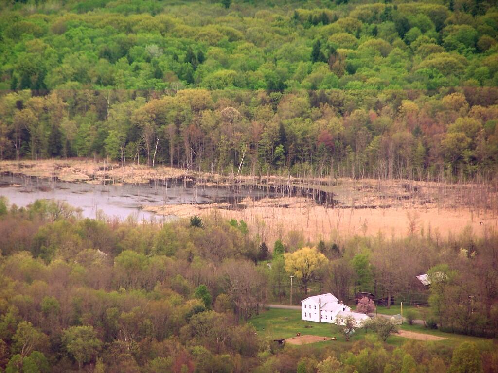Photo: Swamp and House