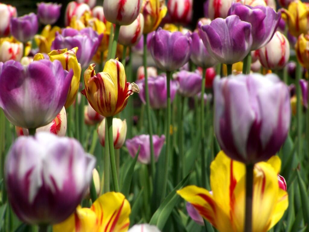 Photo: Tulips Photo: Tulips