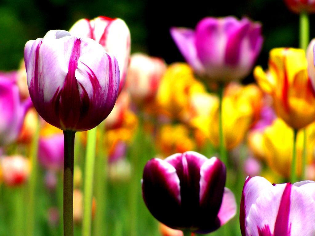 Photo: Tulips Photo: Tulips