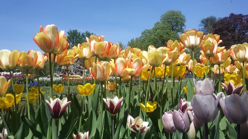 Photo: Tulips Photo: Tulips