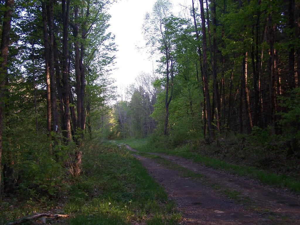 Photo: Betty Brook Road