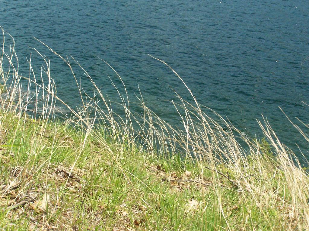Photo: Grass Along Lake Photo: Grass Along Lake