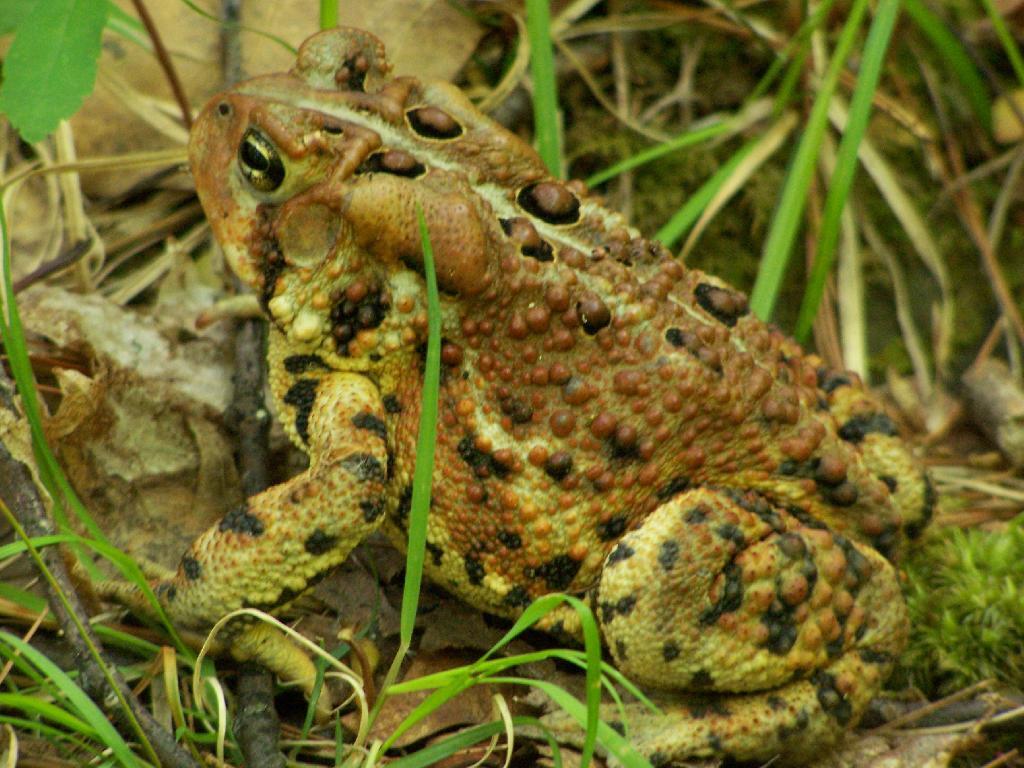 Photo: Toad