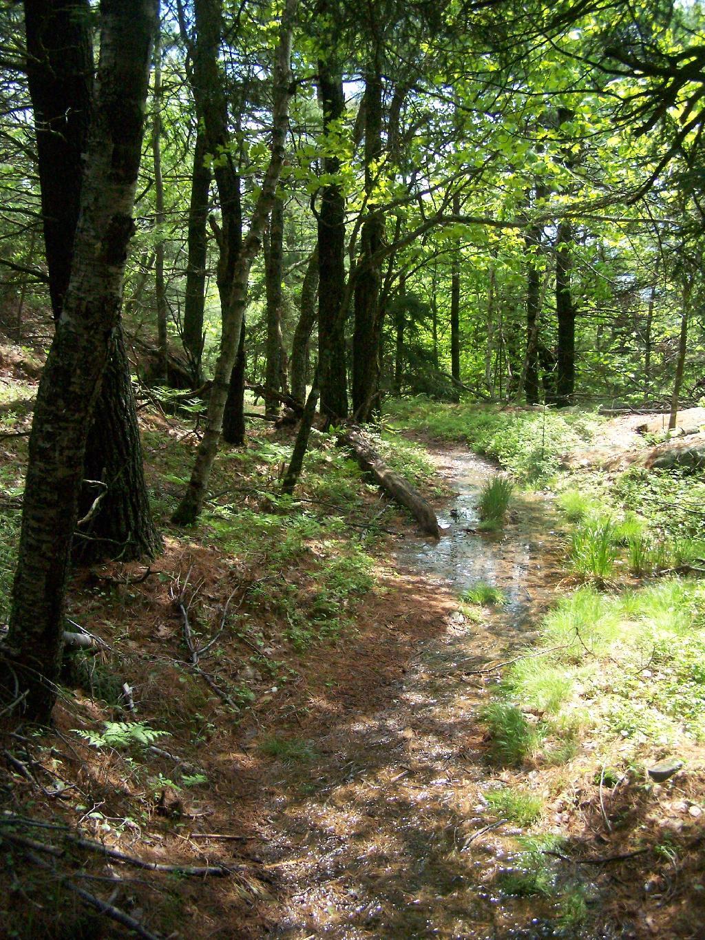 Photo: Rain Soaked Trail