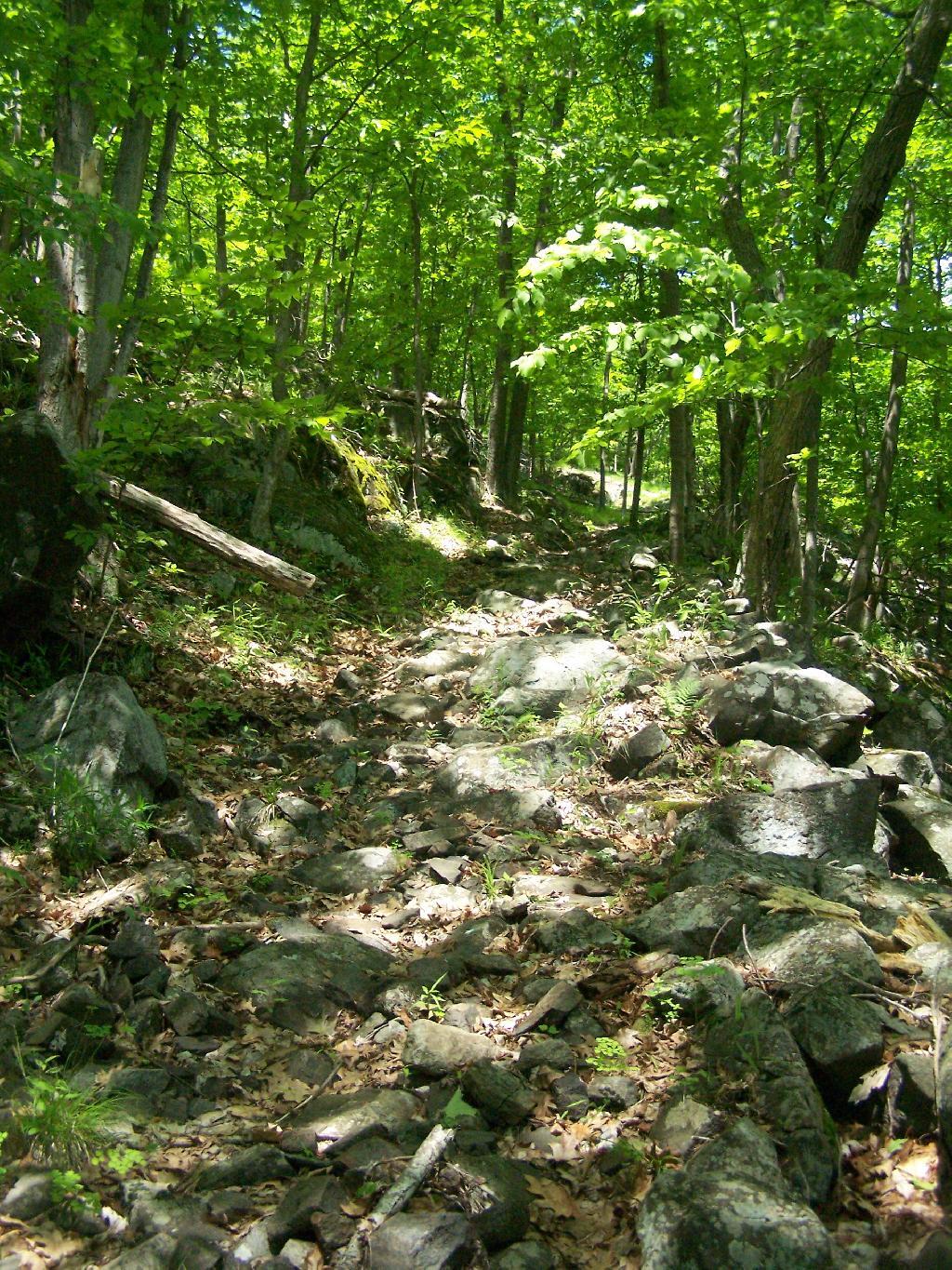 Photo: Trail Back Up Mountain
