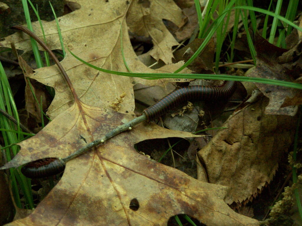 Photo: Millipede Lays Eggs