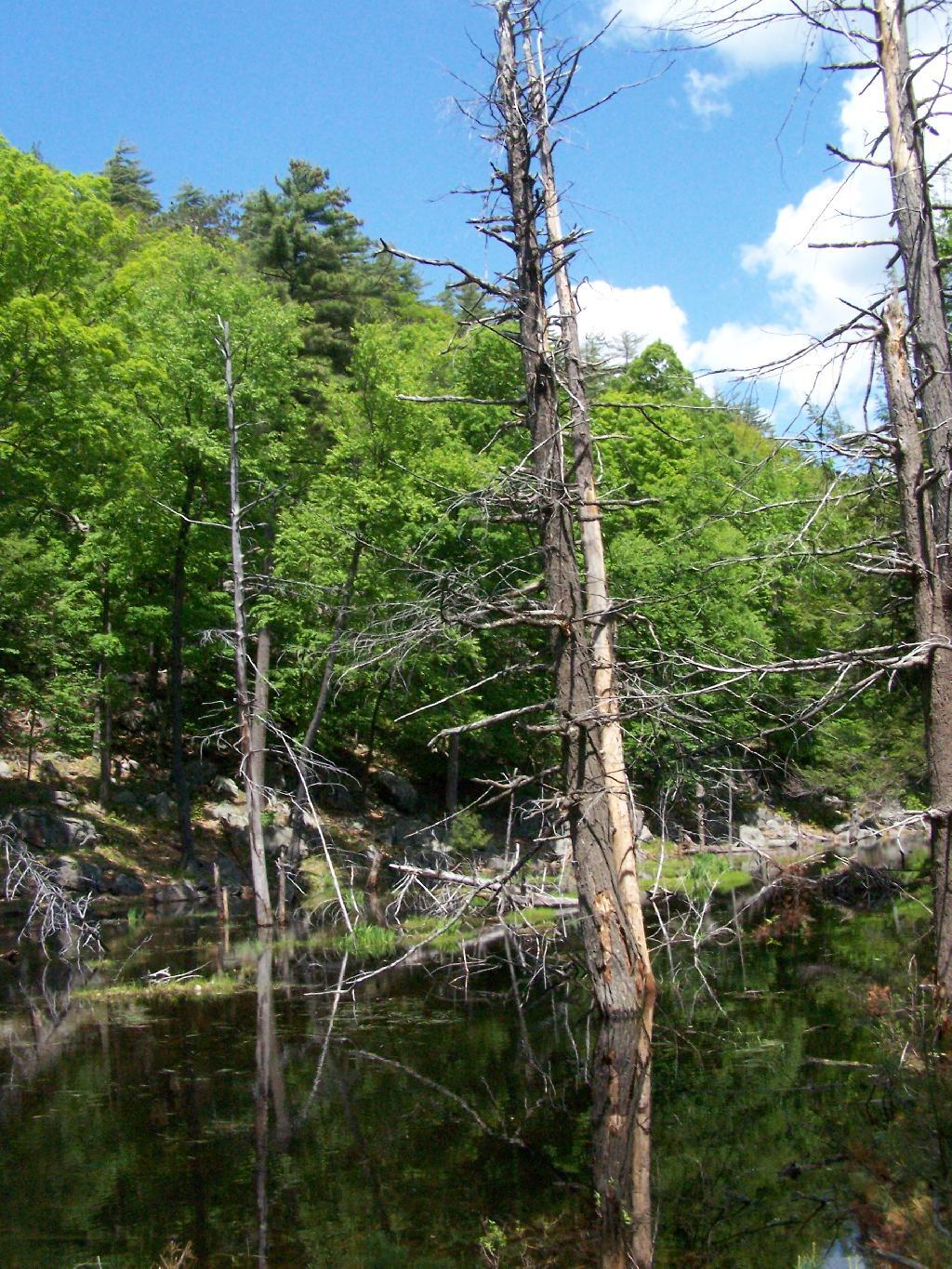 Photo: Beaver Swamp Photo: Beaver Swamp