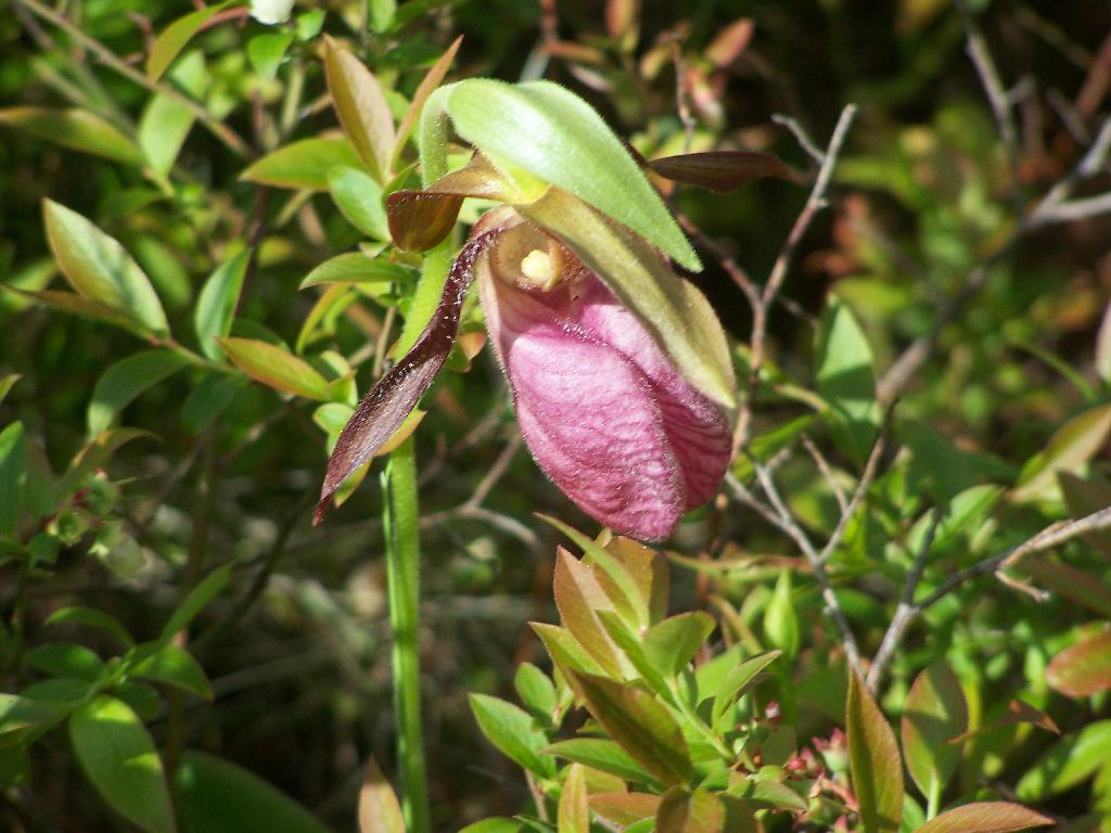 Photo: Lady's Slipper