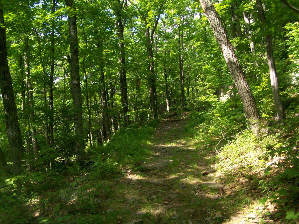Photo: Woods Road