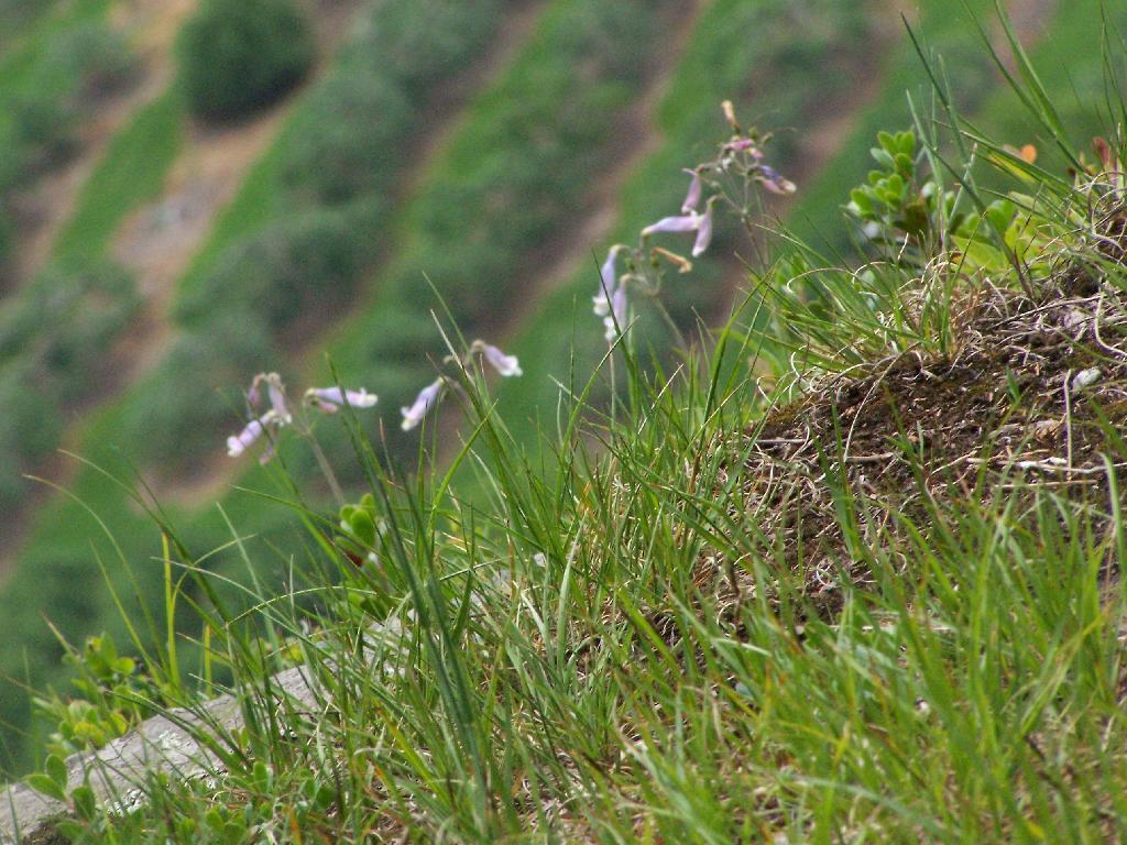 Photo: Columbine Flowers