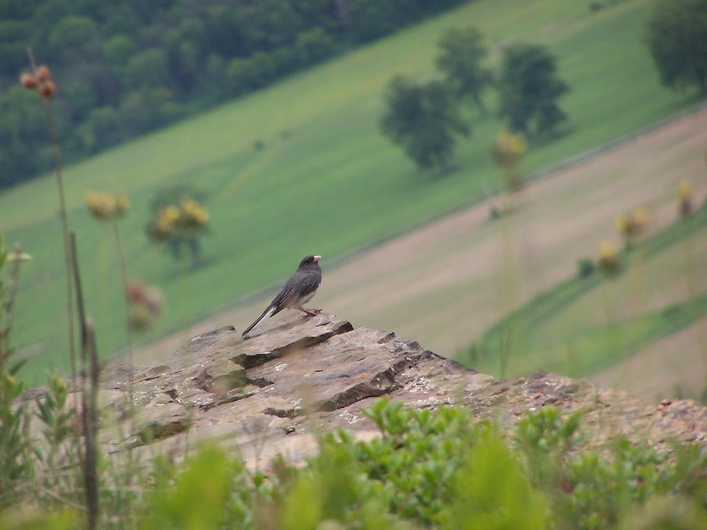Photo: Bird