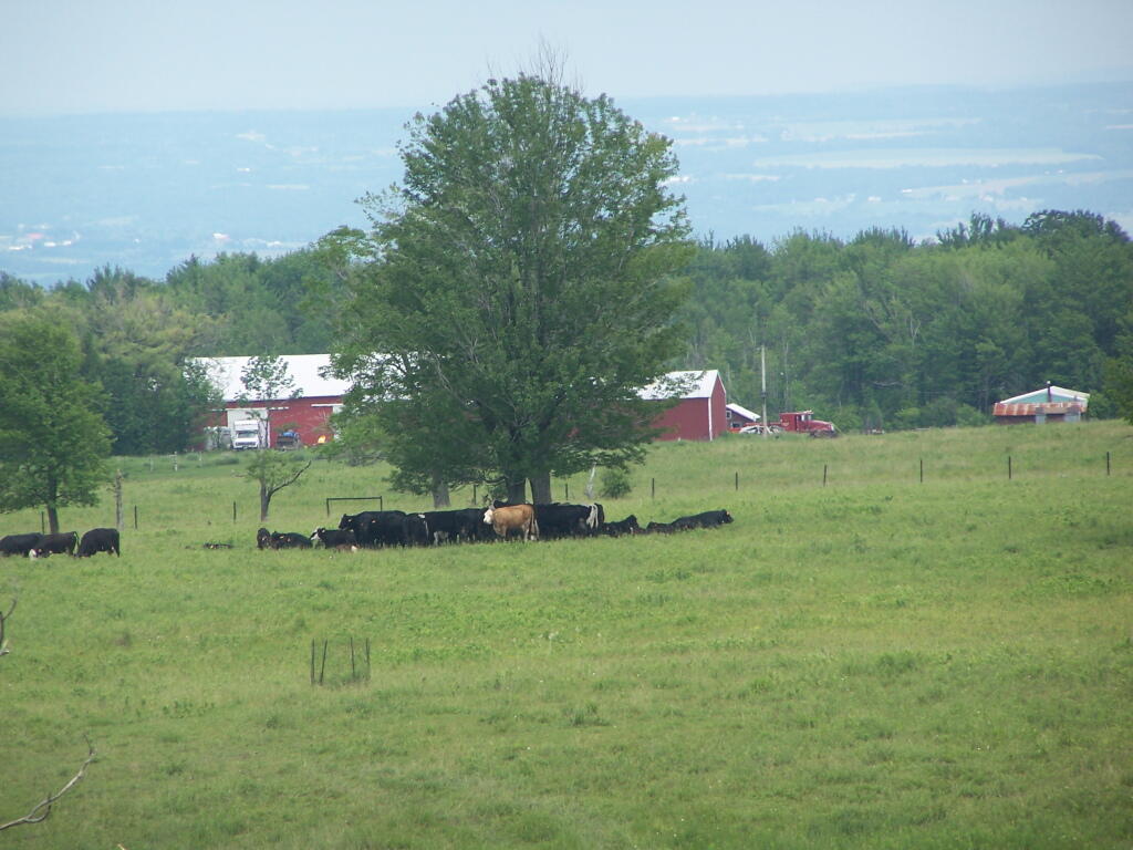 Photo: Cows