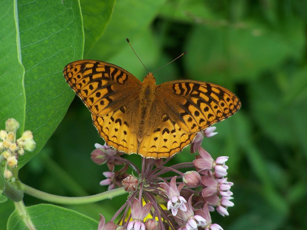 Photo: Butterfly