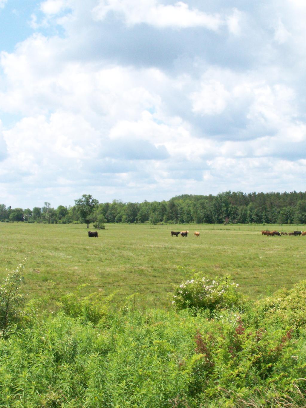 Photo: Federal Pastures