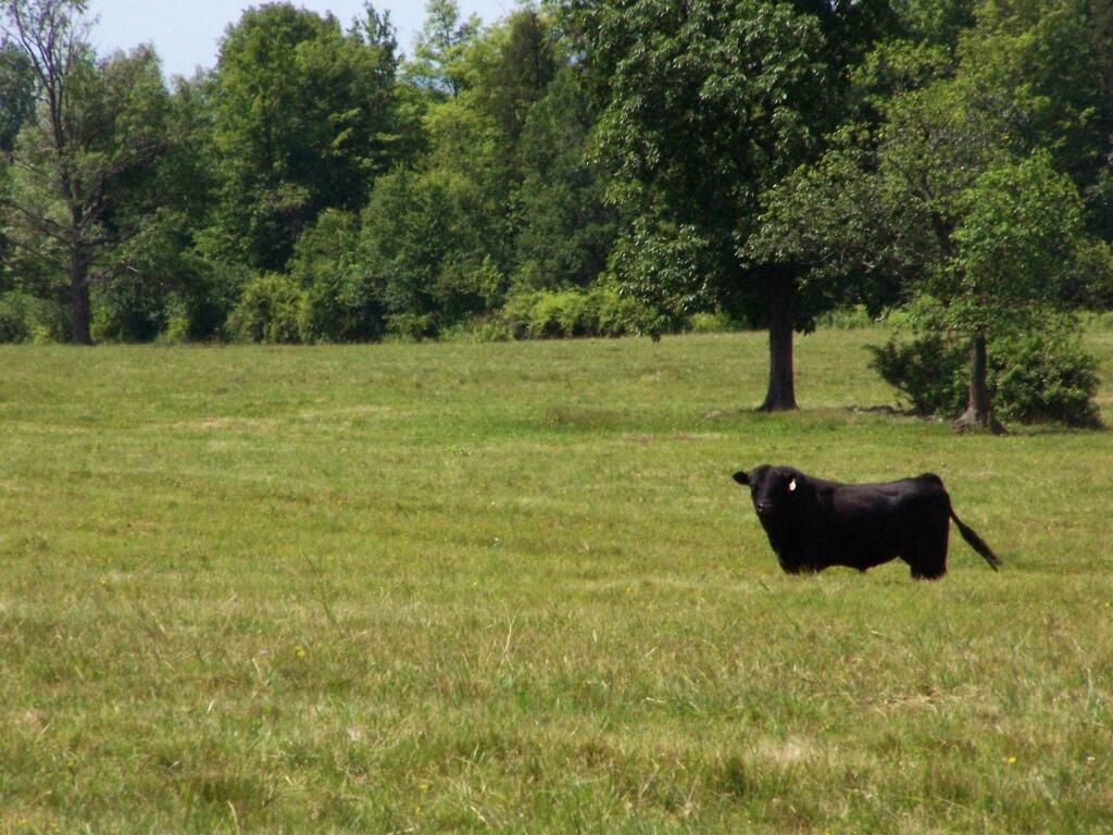 Photo: Black Angus