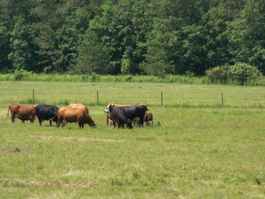 Photo: Grazing