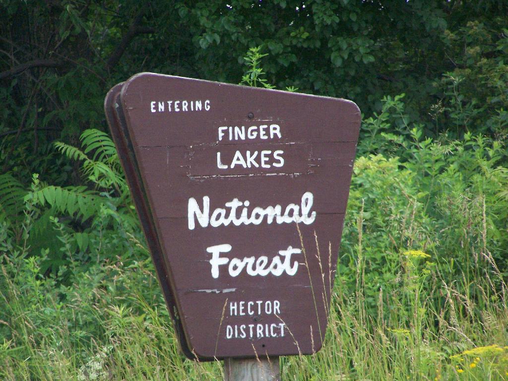 Photo: Entering Forest