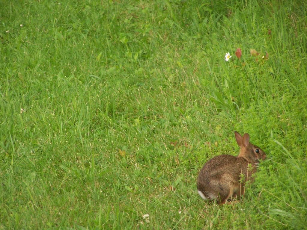 Photo: Rabbit