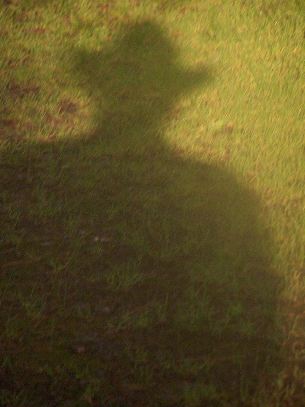 Photo: Shadow
