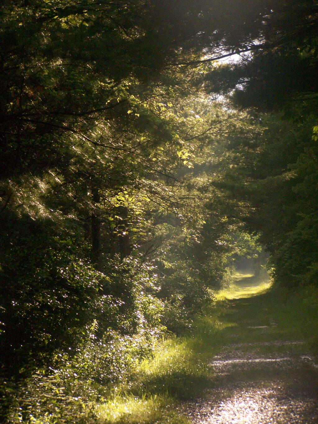 Photo: Hazy Tail Photo: Hazy Tail