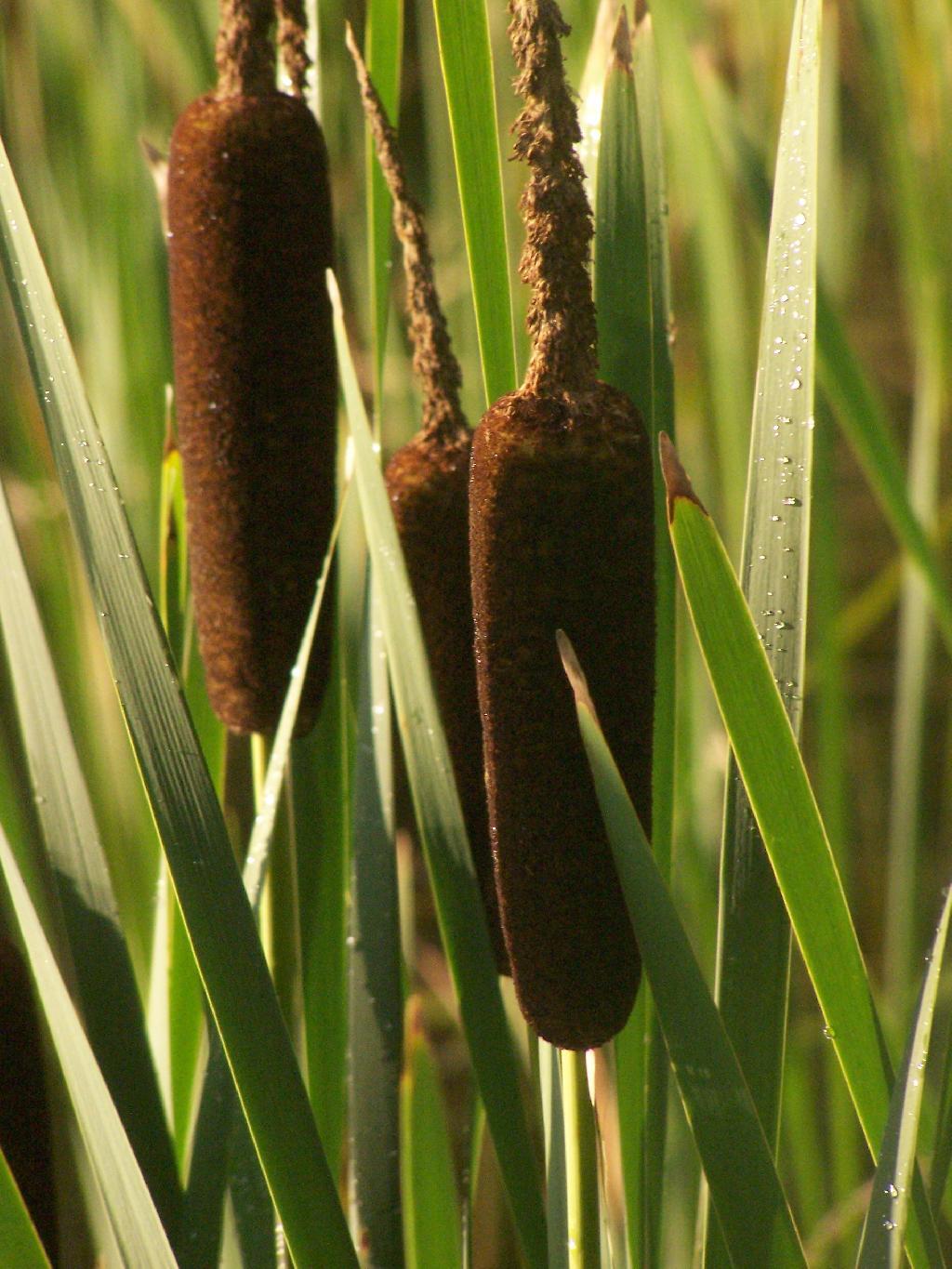 Photo: Cattails
