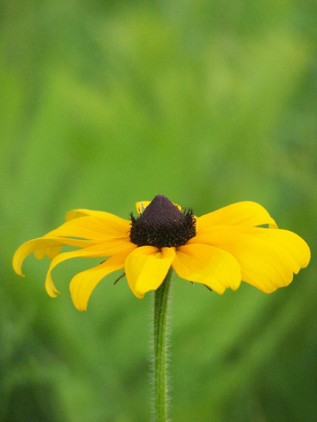 Photo: Black Eye Sussie
