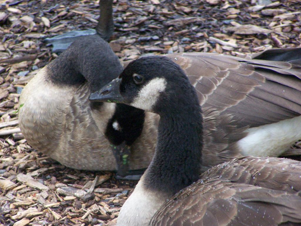 Photo: Geese