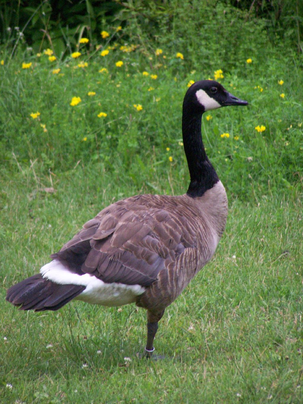 Photo: Guarding Photo: Guarding
