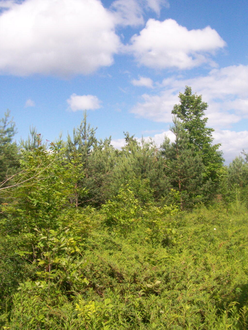 Photo: Meadow Photo: Meadow