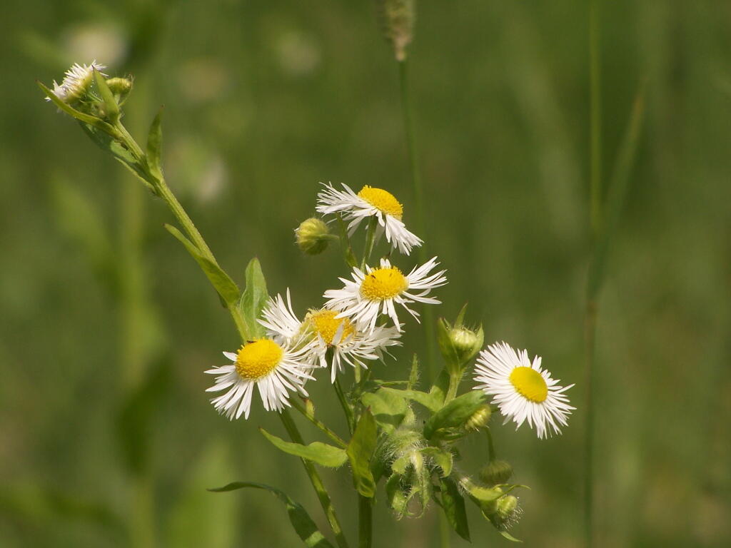 Photo: Flowers Photo: Flowers