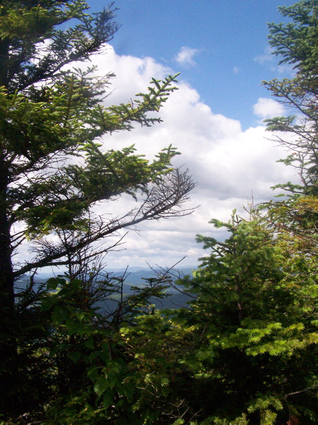 Photo: Thru The Trees Photo: Thru The Trees