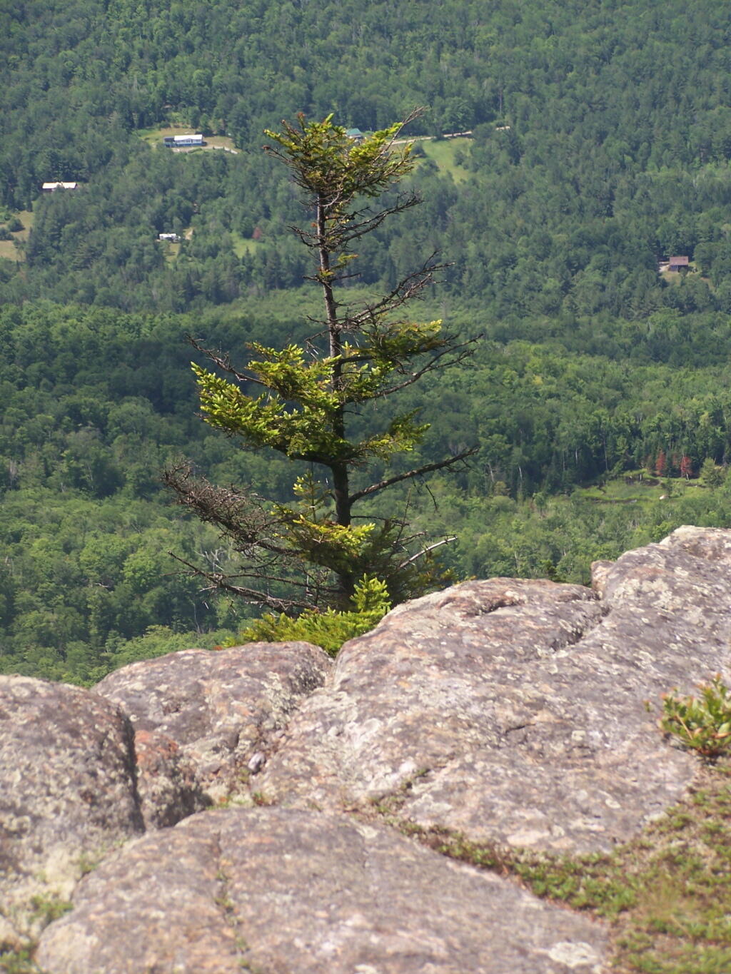 Photo: Lonely Tree