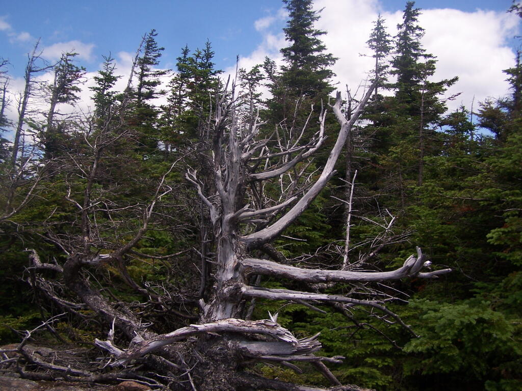 Photo: Twisted Bush Photo: Twisted Bush