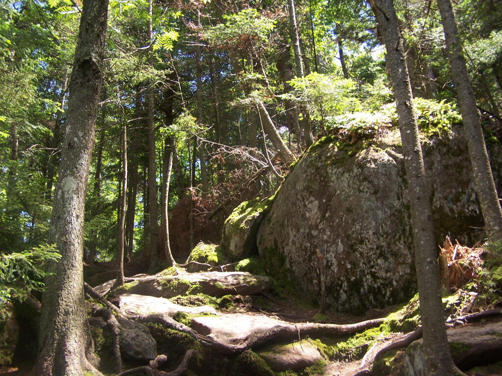 Photo: Trail Down Photo: Trail Down