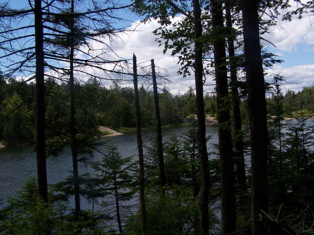 Photo: Trees at Crane Lake